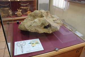 Cráneo de ballena hallado en Rojales