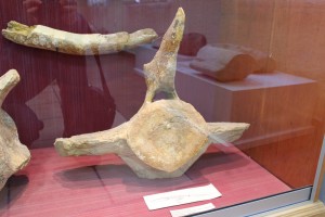 Vertebra fósil expuesta en el museo Arqueológico y Paleontológico de Rojales 