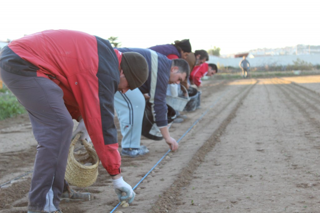Miembros  de Huerta Viva plantando patatas la semana pasada 