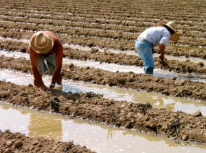 Plantación de alcachofas en el regadío tradicional de Rojales 