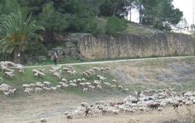 Un pastor trashumante por el cauce del río Segura a su paso por Rojales
