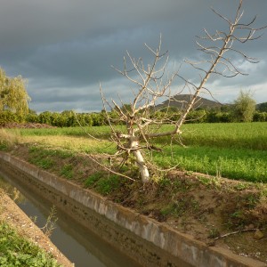 Agricultura/Medio Ambiente