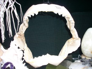 boca diente de tiburon