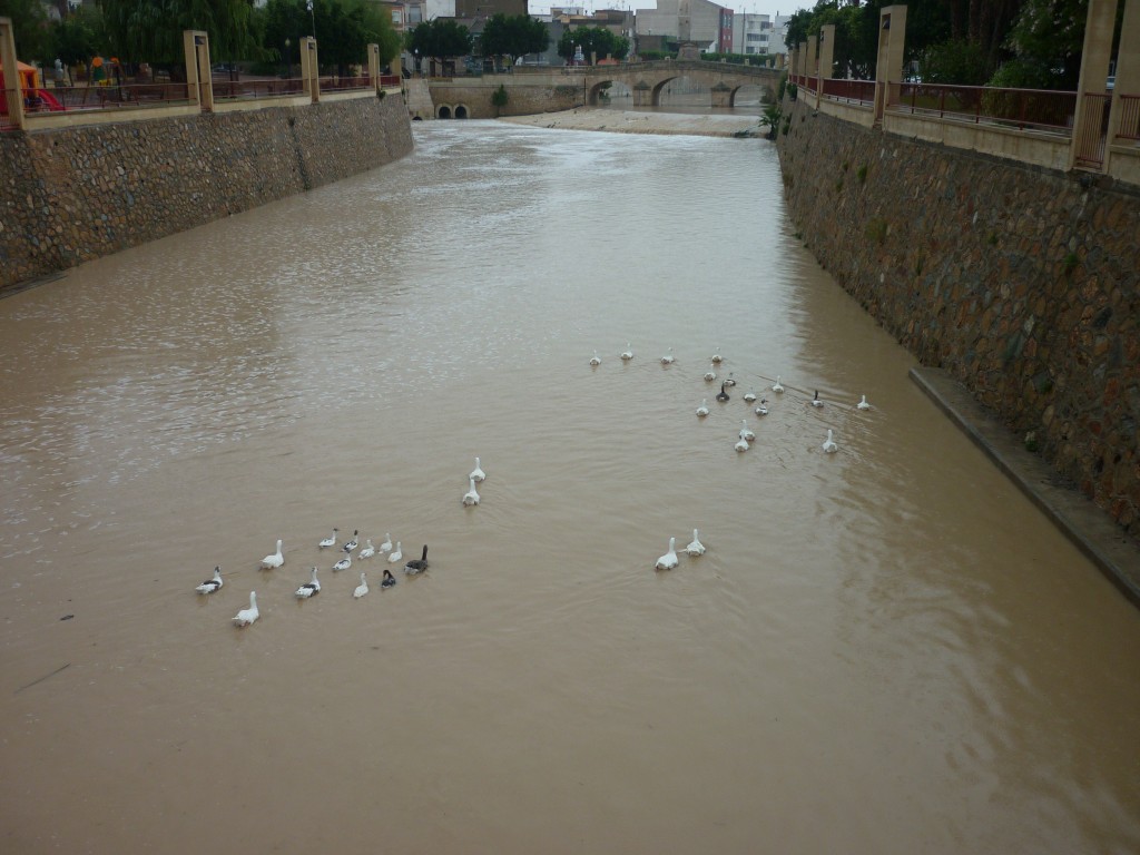 El río Segura a su paso por Rojales hoy