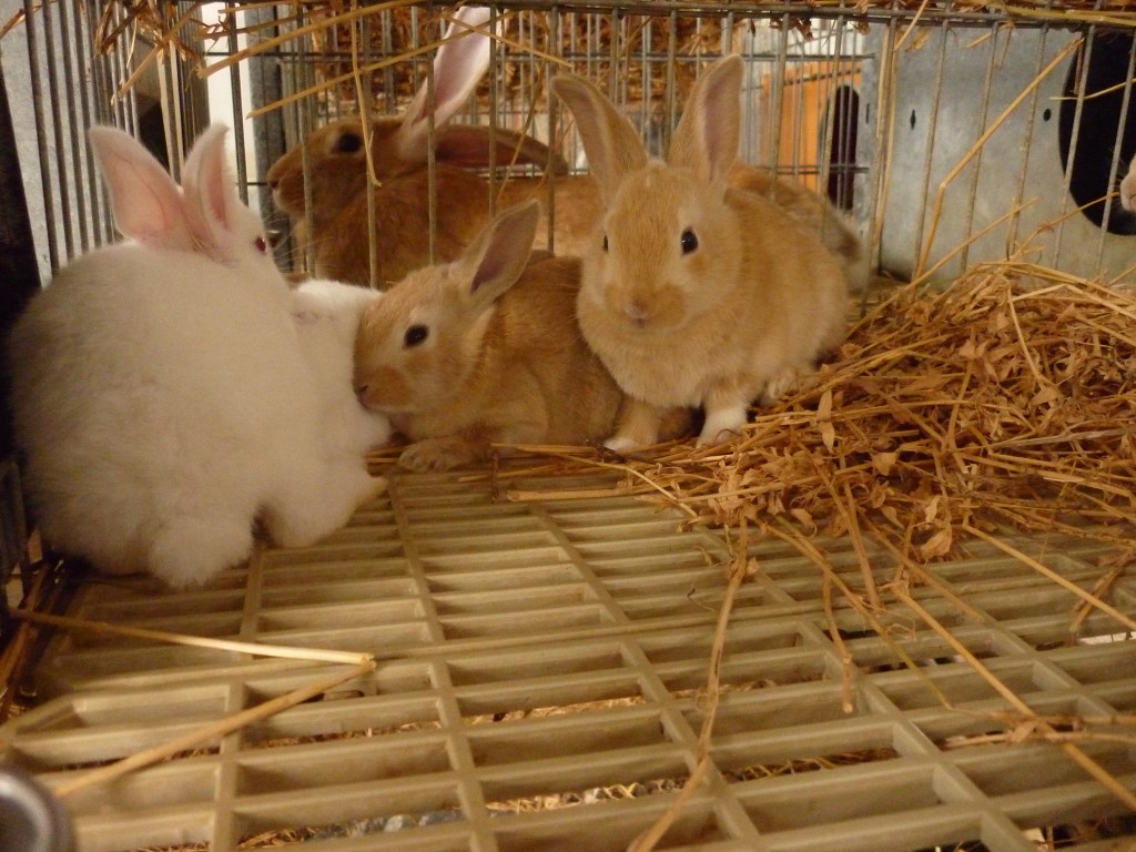 Conejos en una granja.Foto E.D.G.