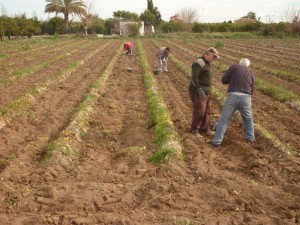 Recogida de patatas en Huerta Viva el pasado viernes