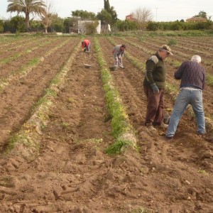 Municipios Vega Baja