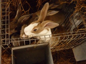 Granja de conejos.Foto E.D.G.