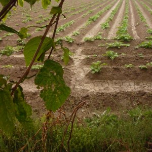 Agricultura/Medio Ambiente