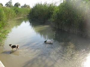 Dos perros bañándose hoy en el río Segura 