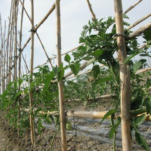 Agricultura/Medio Ambiente