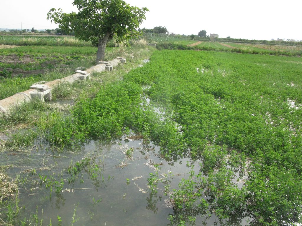 Huerta del Bajo Segura.foto E.D.G.