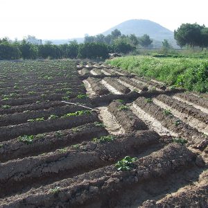 Agricultura/Medio Ambiente