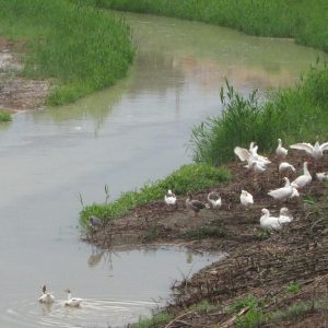 Agricultura/Medio Ambiente