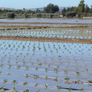 Agricultura/Medio Ambiente