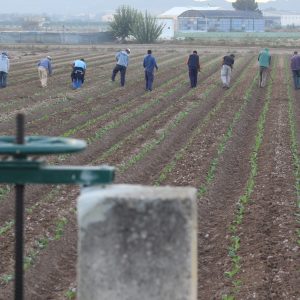 Agricultura/Medio Ambiente