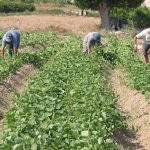 Agricultura/Medio Ambiente