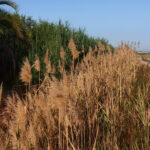 Agricultura/Medio Ambiente