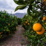 Agricultura/Medio Ambiente