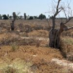 El Ayuntamiento de Rojales “abandona” sus mayores zonas verdes pese al riesgo extremo de incendios Editorial-Opinión-Quejas