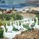 Orihuela cumple los objetivos de ‘Refluye Mi Río’ y recibirá 3,3 millones de la Fundación Biodiversidad Agricultura/Medio Ambiente