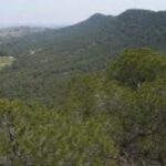 Sierra de Escalona y la Dehesa de Campoamor se convierte en el nuevo Parque Natural de la Vega Baja Agricultura/Medio Ambiente